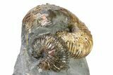 Iridescent Ammonite (Hoploscaphites) Fossil - Montana #316574-3